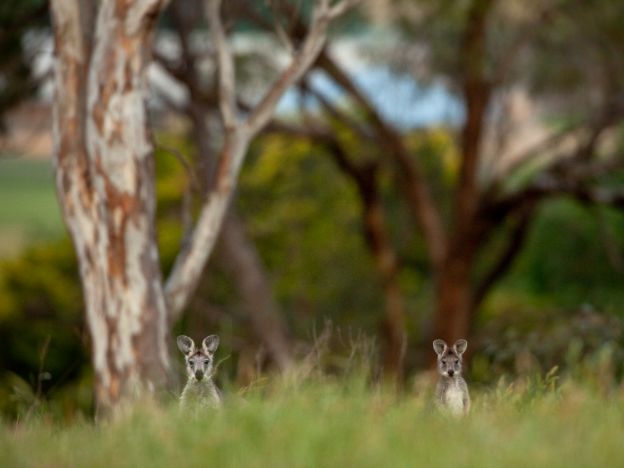 Emirates OneOnly Wolgan Valley Resort, Blue Mountains, NSW credit Emirates (1)